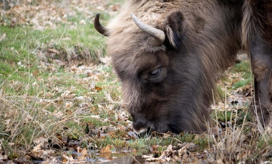 Image 8: Visita Paleolítico Vivo 4x4