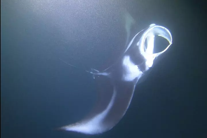 Manta Ray Night Snorkel at Kona, Big Island