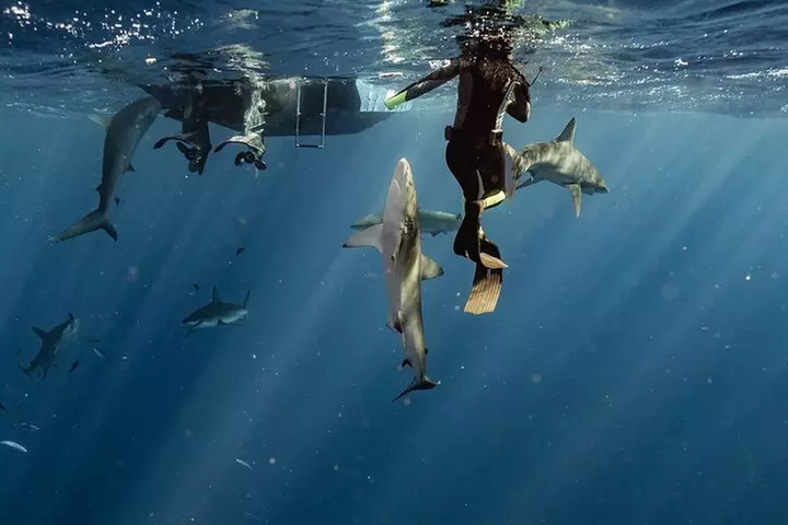 Snorkel with sharks on the North Shore of Oahu - Second Medium