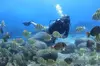 Beginner Scuba Experience with Video Package in Honolulu