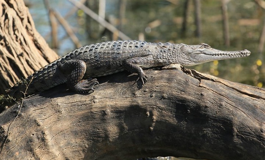 Image 6: Corroboree Billabong Wetland Cruises - 1.5 hour Morning cruise