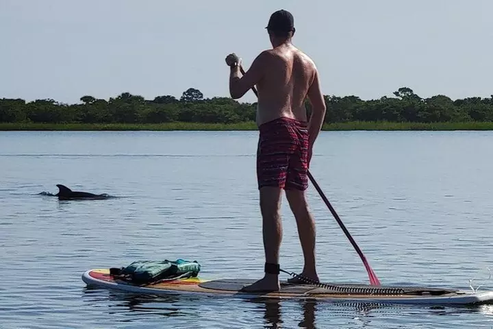 Paddle Board Dolphin Tour - Primary Image