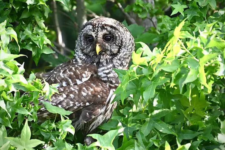 Full-Day Private Tour to Alligator River National Wildlife Refuge - Second Medium