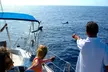 Avistamiento de delfines y ballenas desde Puerto Rico, Gran Canaria - Second Medium