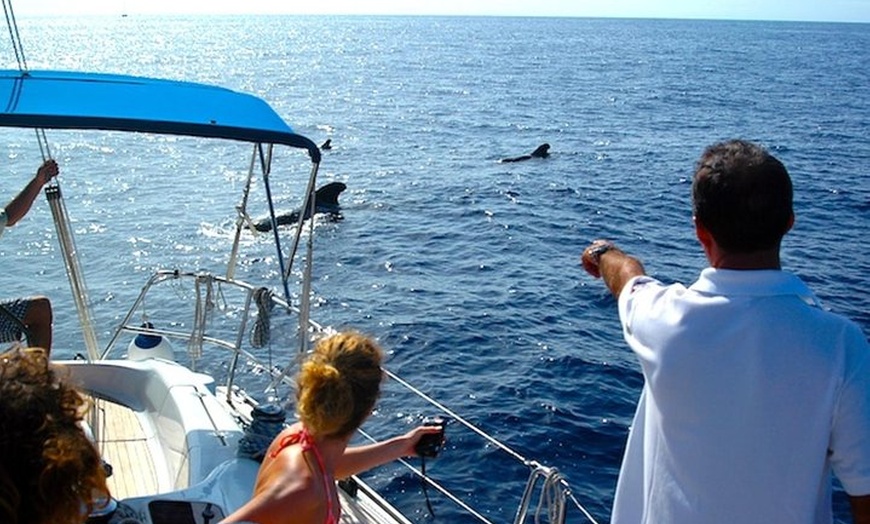 Image 6: Avistamiento de delfines y ballenas desde Puerto Rico, Gran Canaria