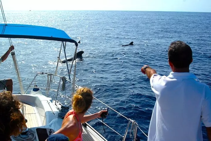 Avistamiento de delfines y ballenas desde Puerto Rico, Gran Canaria