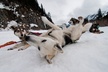 1.5 Hr - Winter Dog Sledding in Knik, Alaska - Second Medium