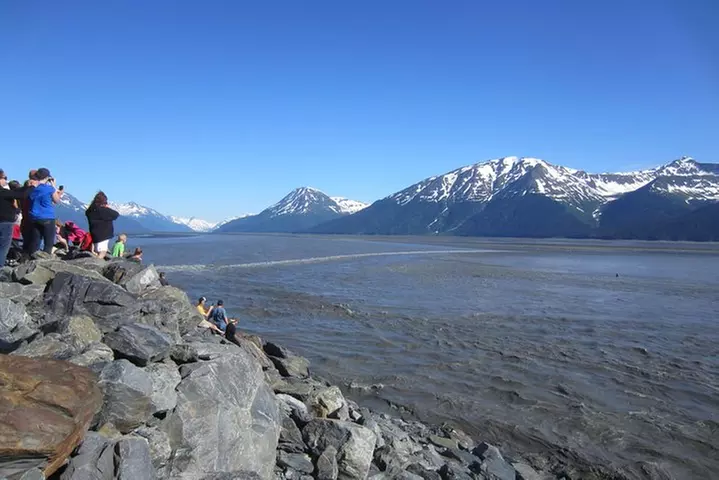Wildlife and Glaciers with a walk in the Rainforest