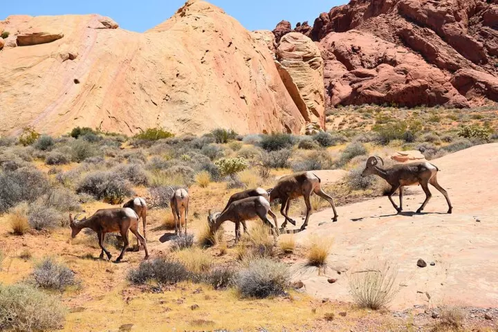 Valley of Fire and Lost City Museum Tour from Las Vegas