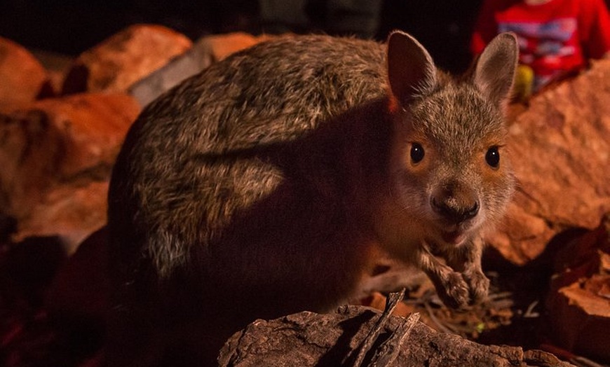 Image 4: Alice Springs Desert Park Nocturnal Tour