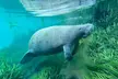 Glass Bottom Kayak Tours of Silver Springs - Second Medium