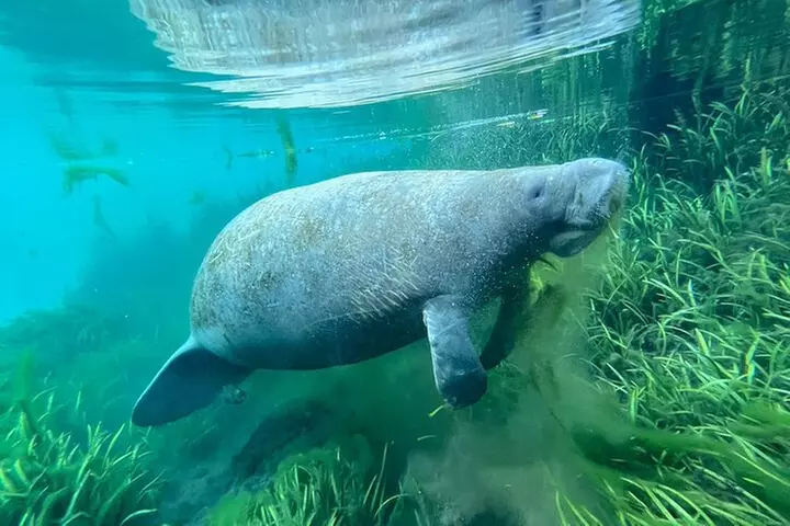 Glass Bottom Kayak Tours of Silver Springs