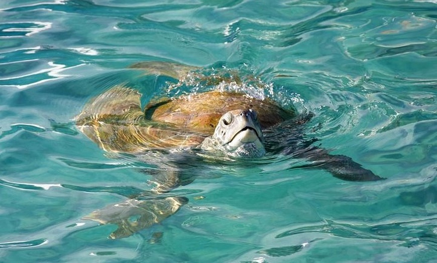 Image 3: Whitsundays Guided Jet Ski Tour