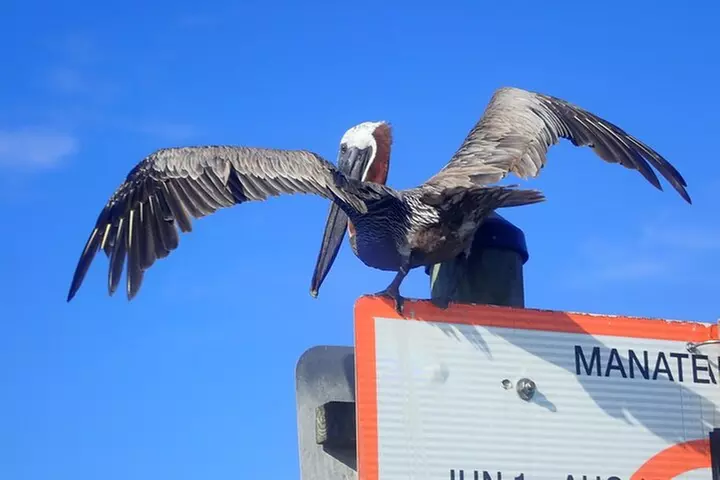 River Cruise Tour with Manatee Viewing