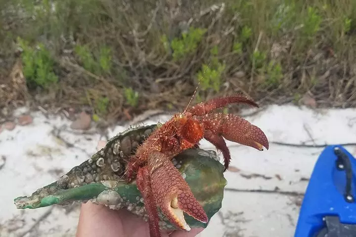 Guided Kayak EcoTour of Beautiful Shell Key Preserve