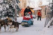 Alaskan Malamute Dog Sledding with Transportation in Alaska - Second Medium