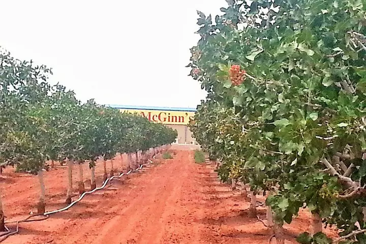 PistachioLand Farm Tour