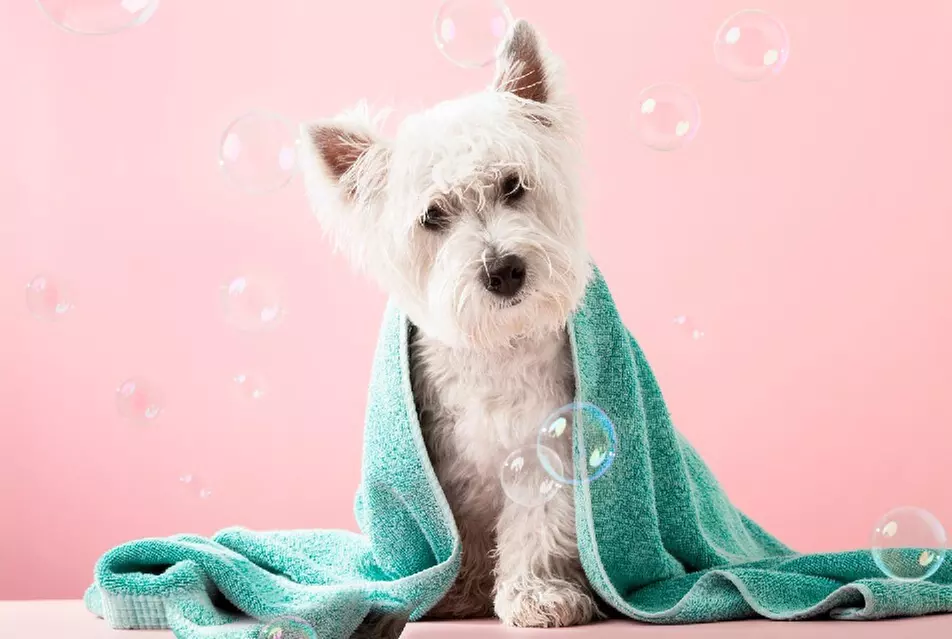 $30 For $60 Worth of Pet Care & Pet Products