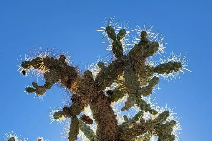 Exclusive: Happy Cactus Tour to Apache Trail & Superstition Mtn
