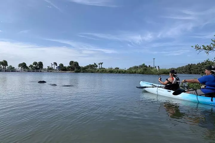 Wildlife Refuge Manatee, Dolphin & Mangrove Kayak or Paddleboarding...