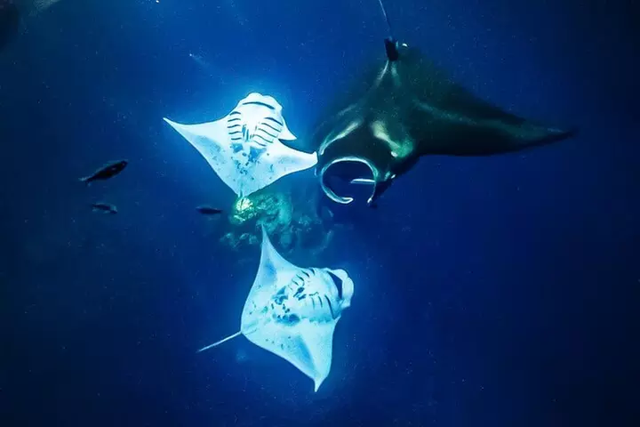 Manta Ray Night Snorkel Tour in Kailua-Kona, Big Island
