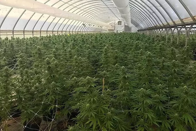 Hemp Farm Tour & CBD Class - Primary Image