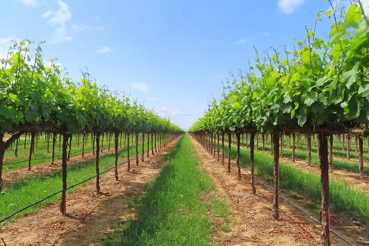 Driving in Delta's Wine Country: Private Self-Guided Audio Tour