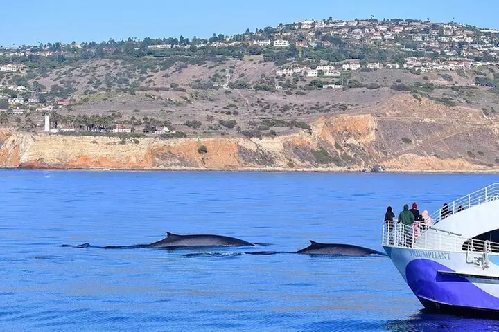 West Harbor LA Whale and Dolphin Watching Cruise