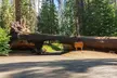 Sequoia National Park Private Tour - Second Medium
