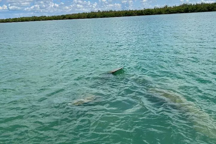 Dolphin and Manatee Tour of Marco Island by Kayak or SUP