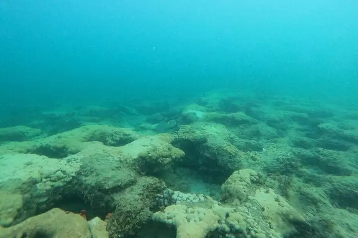 Public Guided Snorkel Tour of Fort Lauderdale Reefs