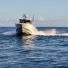 Image 4: Fishing Charter in Pelican Waters