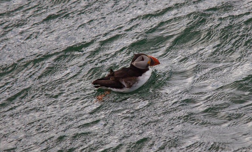 Image 9: Stunning 90-Minute Firth of Forth Sightseeing Cruise Adventure