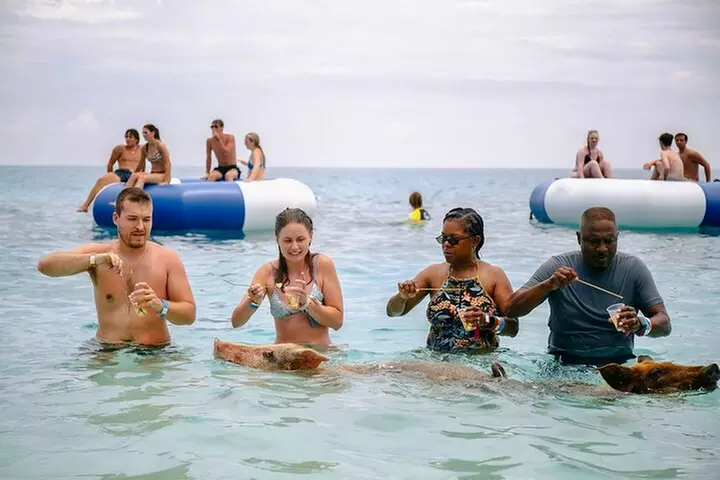 Swimming Pigs Of Rose Island Express Water Taxi Nassau Bahamas - Primary Image