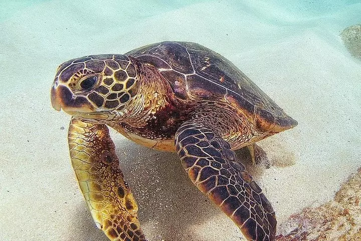 Full Day Oahu Circle Island -Turtle Beach Snorkel at North Shore