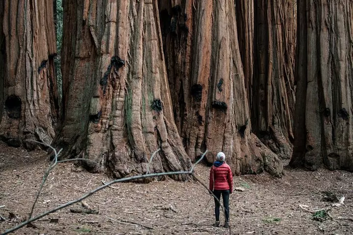 San Francisco to Los Angeles: California Parks Highlights Tour