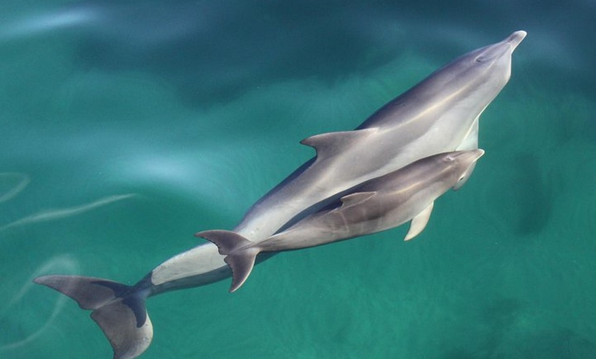 Image 1: Wild Dolphin Watch Cruise