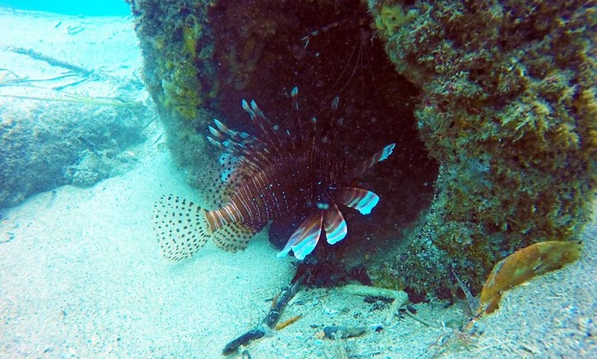 Image 12: Wave Break Island Snorkel Tour on the Gold Coast