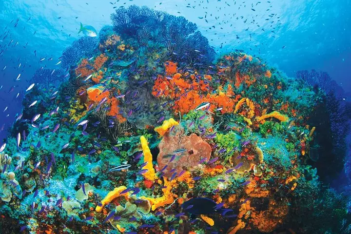 Discover Scuba Diving - One Tank at Coral Reef - Primary Image