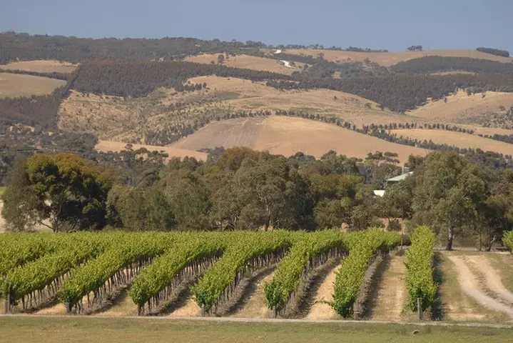 McLaren Vale and Glenelg Wine Tasting and Sightseeing (Half-day Aft...