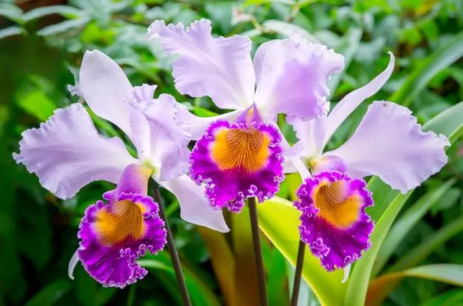 Orchid and Tropical Bonsai Show at Phipps Conservatory and Botanical Gardens - Primary Image