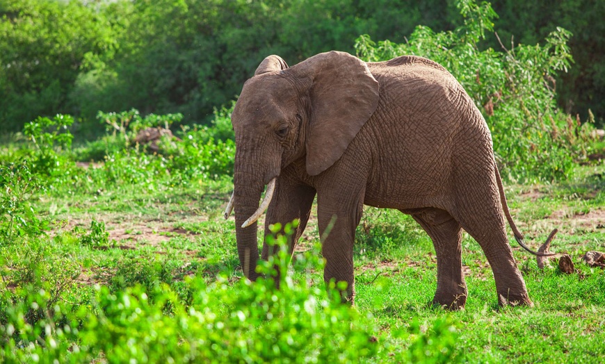 Image 9: ✈ TANZANIE | Du Kilimanjaro à Zanzibar - Les essentiels de la Tanza...