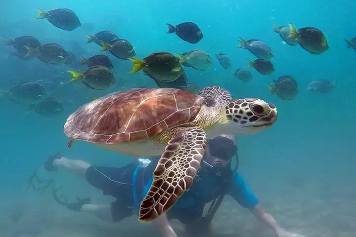 Beginner Scuba Diving with Turtles and Videos, San Juan - Primary Image