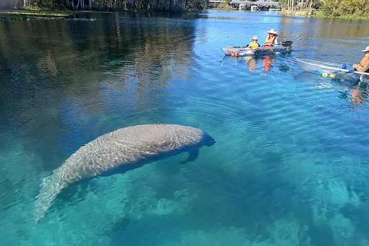 Clear Kayak or Paddleboard Manatee Adventure