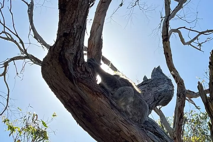 Melbourne Yarra Valley Wineries Explore Private Tour - Image 6