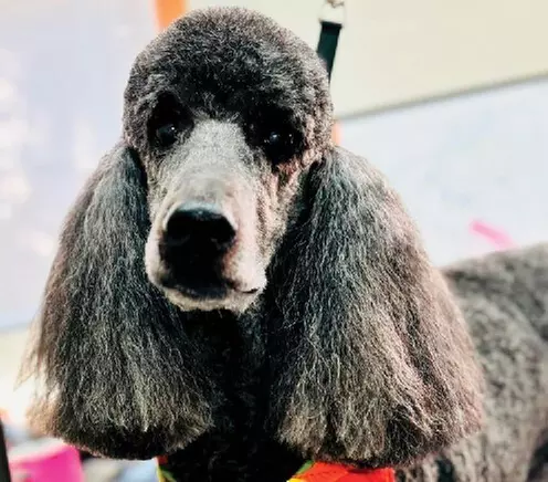 $25 For $50 Toward Any Grooming Service