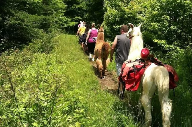 Smoky Mountain Padgett Mill Llama Trek - Primary Image