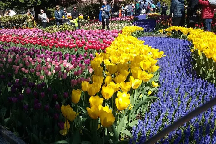 Tulip Festival and Skagit Valley Tour - Primary Image