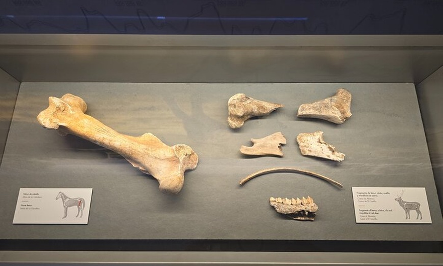Image 5: Visita Privada a Pie al Museo de Altamira y la Neocueva