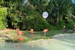 Flamingo March & Pirates Adventure Tour Nassau - Second Medium